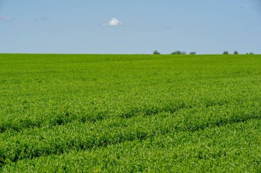 Bahar fotoğrafçılığı, genç mısır gevreği çekimleri. Olgunlaşmış buğday. Parlak güneşin altında yeşil fotosentez filizleri. Fosfor ve nitrojen gübreleri tanıtıldı