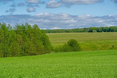 Bahar fotoğrafçılığı, genç mısır gevreği çekimleri. Olgunlaşmış buğday. Parlak güneşin altında yeşil fotosentez filizleri. Fosfor ve nitrojen gübreleri tanıtıldı