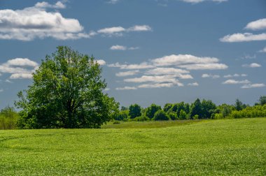 Bahar fotoğrafçılığı, genç mısır gevreği çekimleri. Olgunlaşmış buğday. Parlak güneşin altında yeşil fotosentez filizleri. Fosfor ve nitrojen gübreleri tanıtıldı