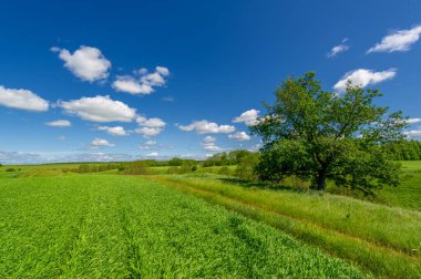 Bahar fotoğrafçılığı, genç mısır gevreği çekimleri. Olgunlaşmış buğday. Parlak güneşin altında yeşil fotosentez filizleri. Fosfor ve nitrojen gübreleri tanıtıldı