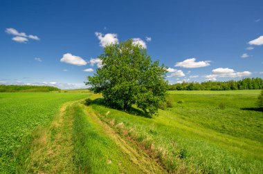Bahar fotoğrafçılığı, genç mısır gevreği çekimleri. Olgunlaşmış buğday. Parlak güneşin altında yeşil fotosentez filizleri. Fosfor ve nitrojen gübreleri tanıtıldı