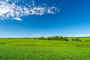 Bahar fotoğrafçılığı, genç mısır gevreği çekimleri. Olgunlaşmış buğday. Parlak güneşin altında yeşil fotosentez filizleri. Fosfor ve nitrojen gübreleri tanıtıldı