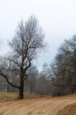 Sonbahar manzarası, sel ovasında yaprakları olmayan orman, nehre yakın bir alan, çoğunlukla nehir çökeltilerinden oluşmuş ve sele maruz kalmış..