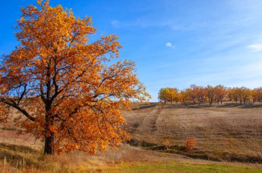 Sonbahar manzarası, yaprak döken ağaçlar çok renkli sarı kırmızı yapraklar, meşeler çok renkli sonbahar yapraklarını döküyor, gözün hüzünlü zamanları - işte cazibesi bu.