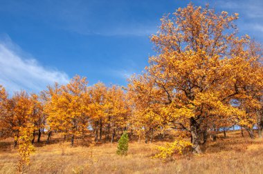 Sonbahar manzarası, yaprak döken ağaçlar çok renkli sarı kırmızı yapraklar, meşeler çok renkli sonbahar yapraklarını döküyor, gözün hüzünlü zamanları - işte cazibesi bu.