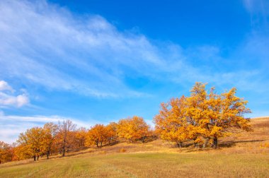 Sonbahar manzarası, yaprak döken ağaçlar çok renkli sarı kırmızı yapraklar, meşeler çok renkli sonbahar yapraklarını döküyor, gözün hüzünlü zamanları - işte cazibesi bu.