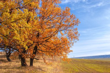 Sonbahar manzarası, yaprak döken ağaçlar çok renkli sarı kırmızı yapraklar, meşeler çok renkli sonbahar yapraklarını döküyor, gözün hüzünlü zamanları - işte cazibesi bu.