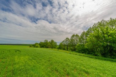 Bahar fotoğrafçılığı, bulutlu gökyüzü manzarası. Nitrojen ve fosfat gübreli genç buğday, yeşil lahanalar, tahıllar ve beyaz unun hazırlandığı tahıllar.