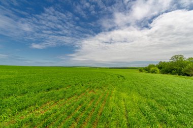 Bahar fotoğrafçılığı, bulutlu gökyüzü manzarası. Nitrojen ve fosfat gübreli genç buğday, yeşil lahanalar, tahıllar ve beyaz unun hazırlandığı tahıllar.