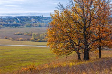 Sonbahar manzarası, yaprak döken ağaçlar çok renkli sarı kırmızı yapraklar, meşeler çok renkli sonbahar yapraklarını döküyor, gözün hüzünlü zamanları - işte cazibesi bu.
