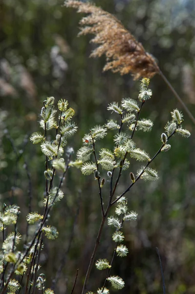 Wiosenny Krajobraz Kwiaty Wierzby Kwiatostany Drzewo Lub Krzew Umiarkowanego Klimatu — Zdjęcie stockowe
