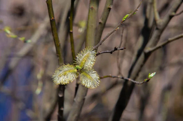 버드나무 귀걸이 꽃이삭이 근처에서 자라는 지방의 나무나 — 스톡 사진
