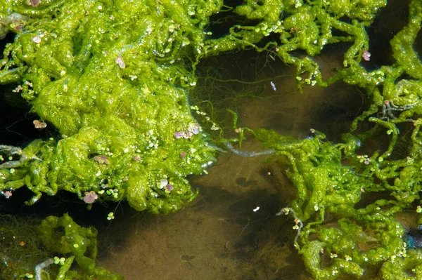 Staw Glonów Szkodliwy Kwiat Glonów Nav Jest Rozkwit Wody Który — Zdjęcie stockowe