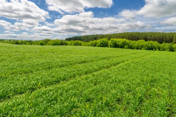 春日摄影 谷类的幼芽 成熟的小麦 在明亮的阳光下 绿芽光合作用 引进磷肥和氮肥 — 图库照片
