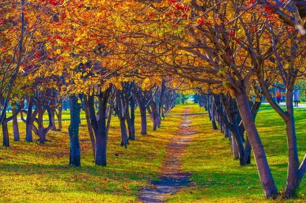 Осінній Пейзаж Ескіз Осені Фото Жовте Бордове Червоне Листя Літнє — стокове фото