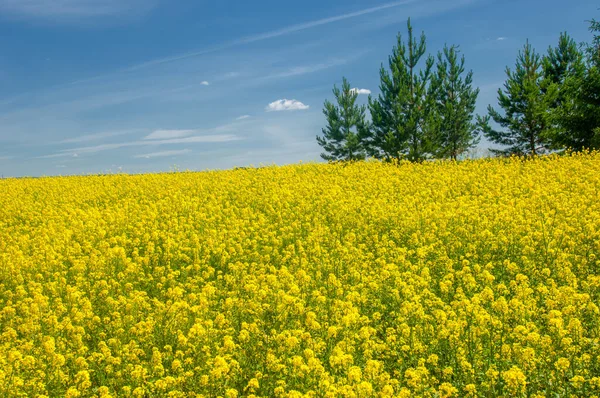 Rzepak Brassica Napus Subsp Napus Jasnożółtym Kwitnieniem Uprawiane Dzięki Bogatym — Zdjęcie stockowe