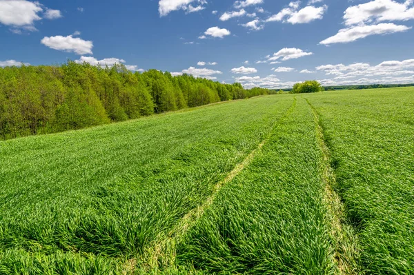 Frühlingsfotografie Junge Triebe Von Getreide Reifer Weizen Grüne Triebe Der — Stockfoto