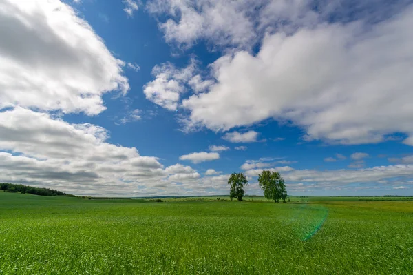 Spring Photography Young Shoots Cereals Ripening Wheat Green Shoots Photosynthesis — Stock Photo, Image