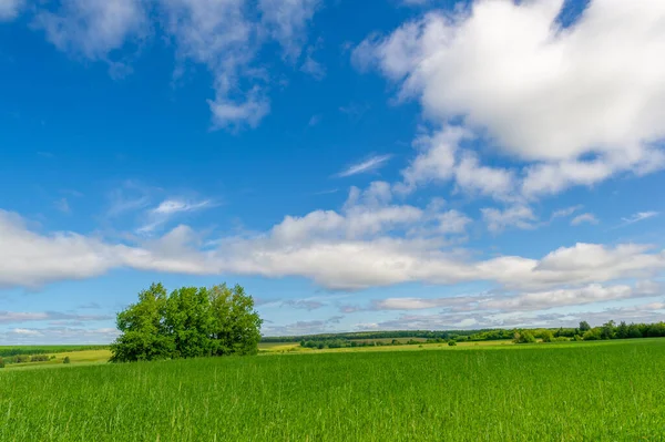 Fotografia Primaverile Giovani Germogli Cereali Maturazione Del Grano Germogli Verdi — Foto Stock