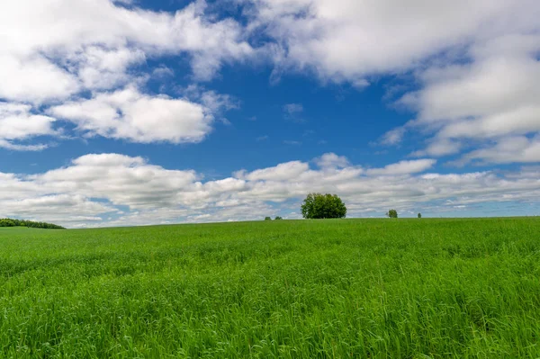 Fotografia Primaverile Giovani Germogli Cereali Maturazione Del Grano Germogli Verdi — Foto Stock