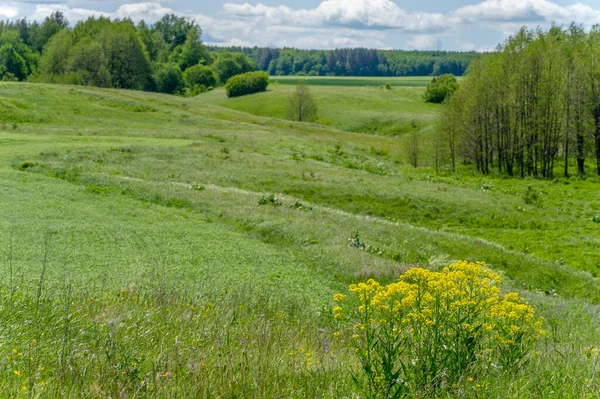 Весенняя Фотография Молодые Побеги Злаков Созревание Пшеницы Зеленые Побеги Фотосинтеза — стоковое фото