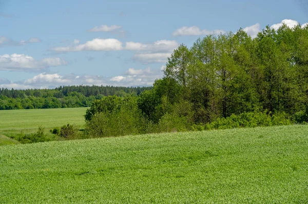 Jarní Fotografie Mladé Výhonky Cereálií Zrající Pšenice Zelené Výhonky Fotosyntézy — Stock fotografie