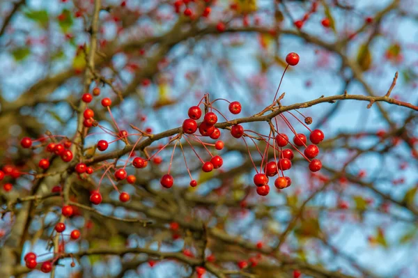 Autumn Photography Leaves Fall Time Year Trees Seem Come Life — Stock Photo, Image