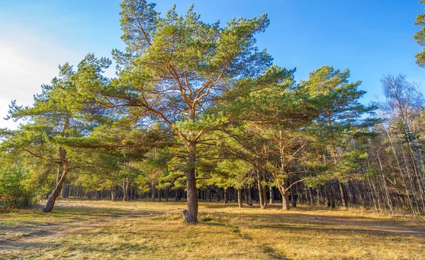 Winterfotografie Dezember Vororte Der Stadt Kiefernwald Wartet Auf Schnee — Stockfoto