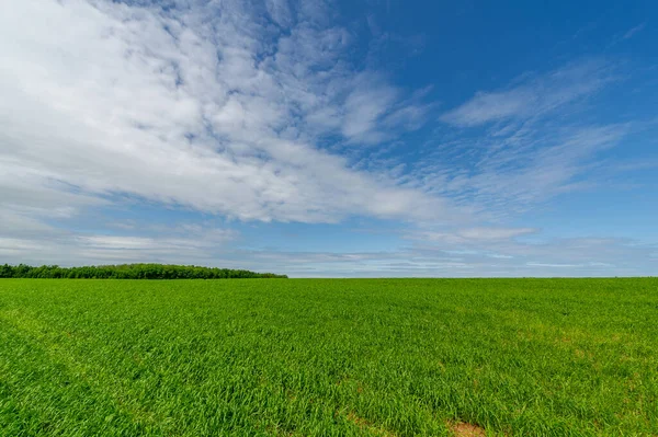 Fotografia Primavera Paisagem Com Céu Nublado Trigo Novo Com Adubos — Fotografia de Stock