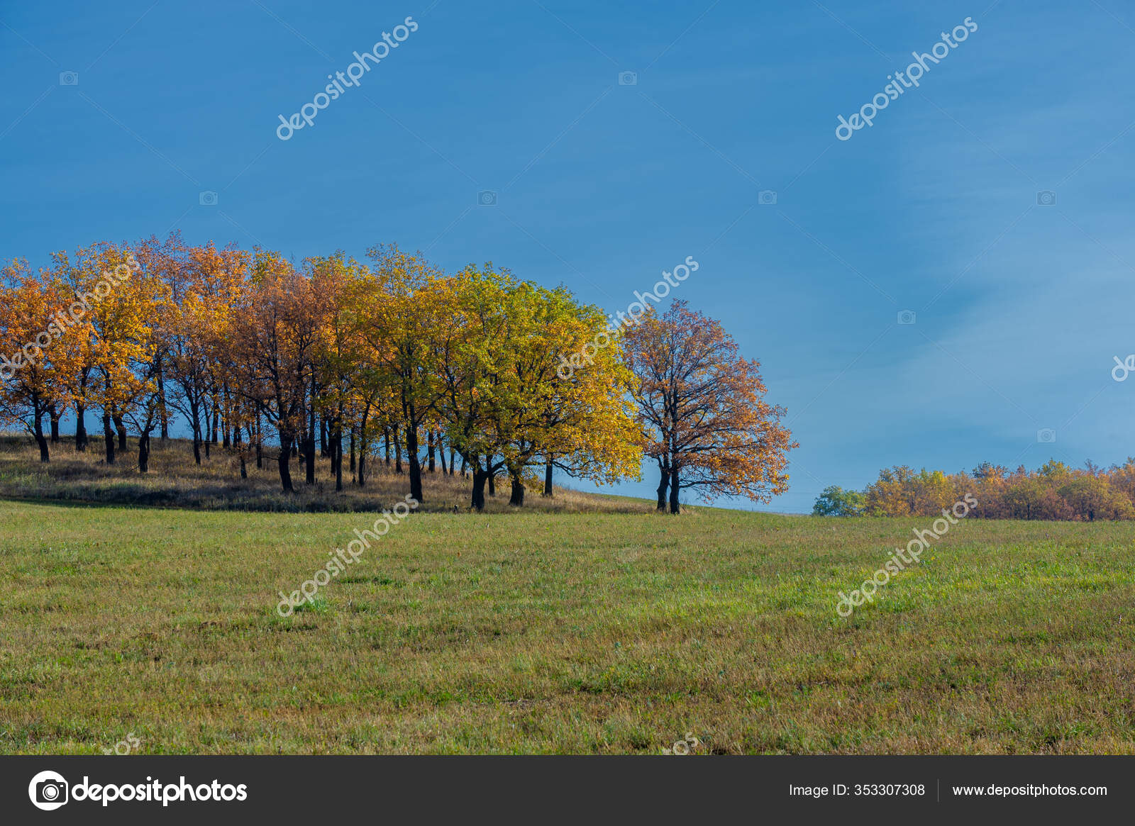 Смешные Леса Фото