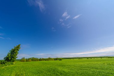 Bahar fotoğrafçılığı, bulutlu gökyüzü manzarası. Nitrojen ve fosfat gübreli genç buğday, yeşil lahanalar, tahıllar ve beyaz unun hazırlandığı tahıllar.