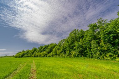 Bahar fotoğrafçılığı, bulutlu gökyüzü manzarası. Nitrojen ve fosfat gübreli genç buğday, yeşil lahanalar, tahıllar ve beyaz unun hazırlandığı tahıllar.