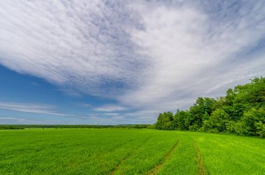 Bahar fotoğrafçılığı, bulutlu gökyüzü manzarası. Nitrojen ve fosfat gübreli genç buğday, yeşil lahanalar, tahıllar ve beyaz unun hazırlandığı tahıllar.