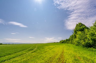 Bahar fotoğrafçılığı, bulutlu gökyüzü manzarası. Nitrojen ve fosfat gübreli genç buğday, yeşil lahanalar, tahıllar ve beyaz unun hazırlandığı tahıllar.