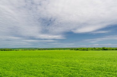 Bahar fotoğrafçılığı, bulutlu gökyüzü manzarası. Nitrojen ve fosfat gübreli genç buğday, yeşil lahanalar, tahıllar ve beyaz unun hazırlandığı tahıllar.