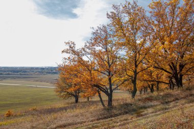 Sonbahar manzarası, yaprak döken ağaçlar çok renkli sarı kırmızı yapraklar, meşeler çok renkli sonbahar yapraklarını döküyor, gözün hüzünlü zamanları - işte cazibesi bu.