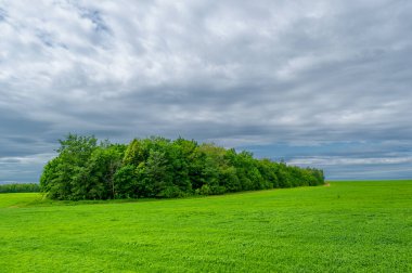 Bahar fotoğrafçılığı, bulutlu gökyüzü manzarası. Nitrojen ve fosfat gübreli genç buğday, yeşil lahanalar, tahıllar ve beyaz unun hazırlandığı tahıllar.