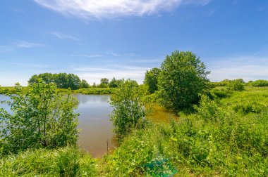 Yaz manzarası, bunaltıcı yaz günleri, ılık suyla dolu bir göl, ılık kuzey yarımkürede yaşayan fındık ağacı. Çalılar