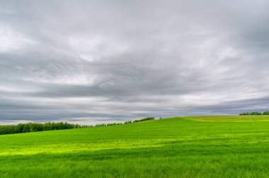 Bahar fotoğrafçılığı, bulutlu gökyüzü manzarası. Nitrojen ve fosfat gübreli genç buğday, yeşil lahanalar, tahıllar ve beyaz unun hazırlandığı tahıllar.