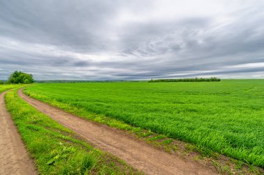 İlkbahar fotoğrafçılığı, kırsal alan, genç buğday tarlalarının arasından geçen toprak yol, bir yerden diğerine uzanan geniş bir yol, özellikle araçların kullanabileceği özel hazırlanmış bir yüzeye sahip olan bir yol.