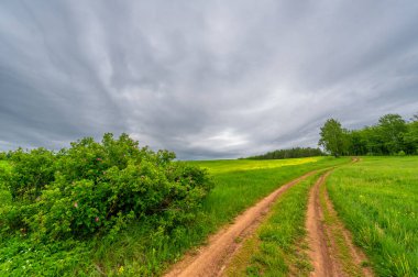 İlkbahar fotoğrafçılığı, kırsal alan, genç buğday tarlalarının arasından geçen toprak yol, bir yerden diğerine uzanan geniş bir yol, özellikle araçların kullanabileceği özel hazırlanmış bir yüzeye sahip olan bir yol.