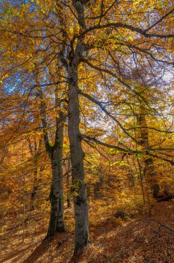 Kırım yarımadasının sonbahar fotoğrafları, Beech Hornbeam ormanları. Orman kayın ağırlıklı ormanlar Avrupa 'daki ormanların yaklaşık% 15-40' ını oluşturur. Ulusal parklar doğa parklarını ve rezervlerini rezerve eder
