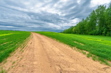 İlkbahar fotoğrafçılığı, kırsal alan, genç buğday tarlalarının arasından geçen toprak yol, bir yerden diğerine uzanan geniş bir yol, özellikle araçların kullanabileceği özel hazırlanmış bir yüzeye sahip olan bir yol.