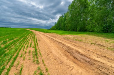 İlkbahar fotoğrafçılığı, kırsal alan, genç buğday tarlalarının arasından geçen toprak yol, bir yerden diğerine uzanan geniş bir yol, özellikle araçların kullanabileceği özel hazırlanmış bir yüzeye sahip olan bir yol.