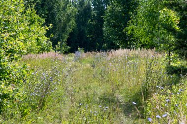 Yaz manzarası, vadi, çim filizi, karışık otlar..