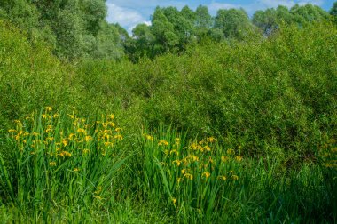 Yaz manzarası, gök gürültülü bulutlar, mavi gökyüzü, sel basmış çayır tarlaları, yaz renklerinin kokusu ve çeşitli kır çiçekleri.