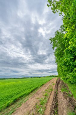 İlkbahar fotoğrafçılığı, kırsal alan, genç buğday tarlalarının arasından geçen toprak yol, bir yerden diğerine uzanan geniş bir yol, özellikle araçların kullanabileceği özel hazırlanmış bir yüzeye sahip olan bir yol.