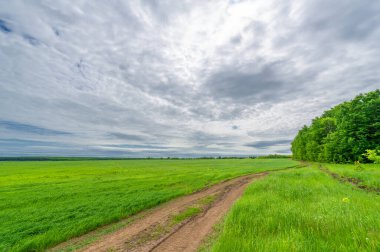 İlkbahar fotoğrafçılığı, kırsal alan, genç buğday tarlalarının arasından geçen toprak yol, bir yerden diğerine uzanan geniş bir yol, özellikle araçların kullanabileceği özel hazırlanmış bir yüzeye sahip olan bir yol.
