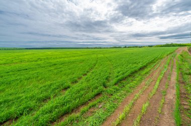 İlkbahar fotoğrafçılığı, kırsal alan, genç buğday tarlalarının arasından geçen toprak yol, bir yerden diğerine uzanan geniş bir yol, özellikle araçların kullanabileceği özel hazırlanmış bir yüzeye sahip olan bir yol.