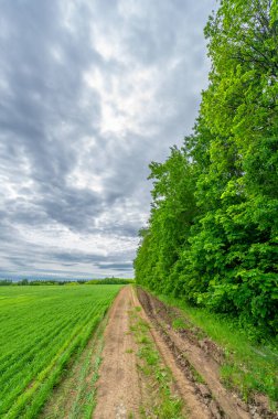 İlkbahar fotoğrafçılığı, kırsal alan, genç buğday tarlalarının arasından geçen toprak yol, bir yerden diğerine uzanan geniş bir yol, özellikle araçların kullanabileceği özel hazırlanmış bir yüzeye sahip olan bir yol.